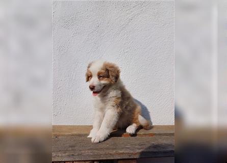 Wunderschöne Australian Shepherd Welpen