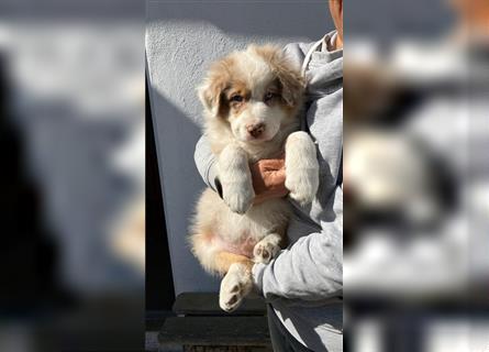 Wunderschöne Australian Shepherd Welpen