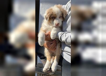 Australian Shepherd Welpe red merle Rüde