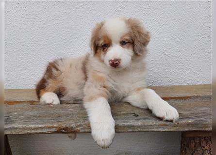 Australian Shepherd Welpe red merle Rüde