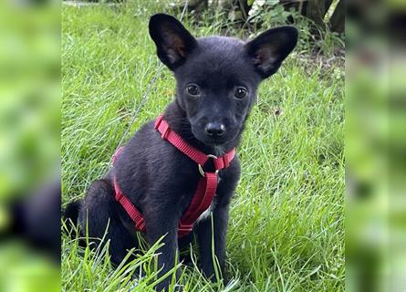 Dackel x Zwergspitz Mix Welpen