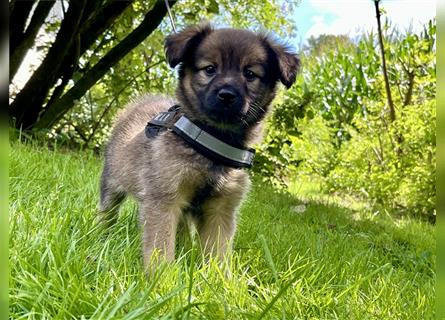 Dackel x Zwergspitz Mix Welpen