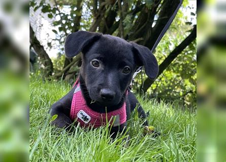 Dackel x Zwergspitz Mix Welpen