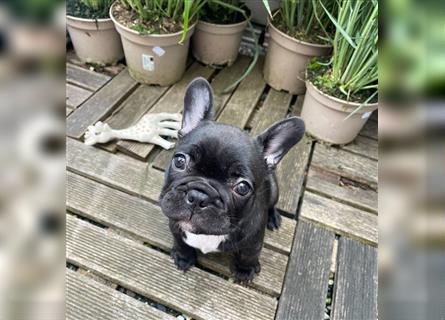 Französische Bulldogge Welpe