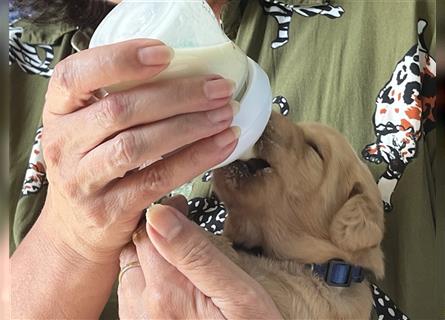 Wir - zuckersüße Labradoodlewelpen F1 medium - suchen unser Traumzuhause !