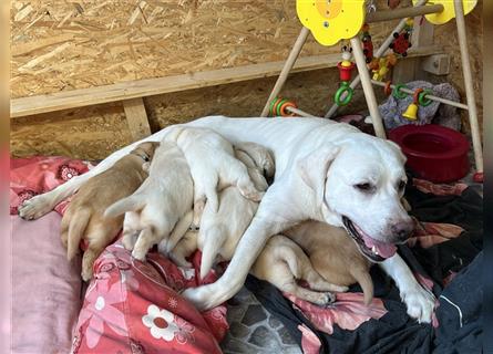 Wir - zuckersüße Labradoodlewelpen F1 medium - suchen unser Traumzuhause !