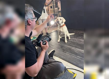 Wir - zuckersüße Labradoodlewelpen F1 medium - suchen unser Traumzuhause !