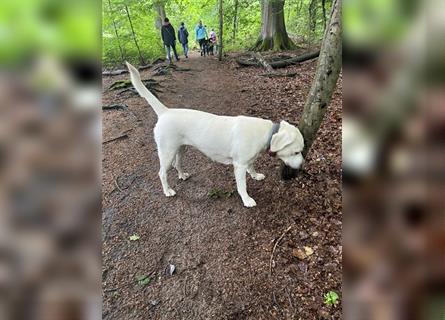 Wir - zuckersüße Labradoodlewelpen F1 medium - suchen unser Traumzuhause !