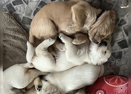 Wir - zuckersüße Labradoodlewelpen F1 medium - suchen unser Traumzuhause !