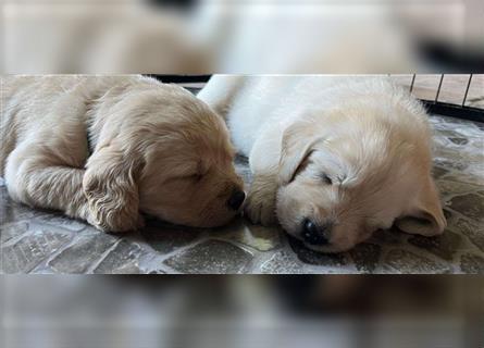 Wir - zuckersüße Labradoodlewelpen F1 medium - suchen unser Traumzuhause !