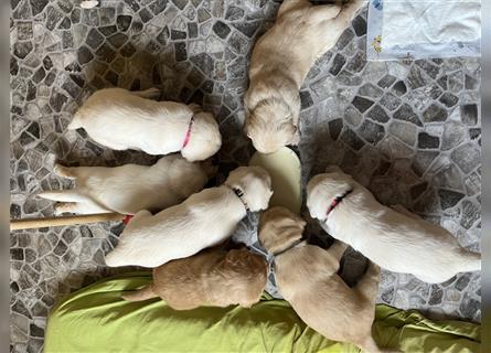 Wir - zuckersüße Labradoodlewelpen F1 medium - suchen unser Traumzuhause !