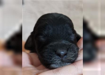 WIR PLANEN!!!!Bildhübsche Cockerdoodle/Poo sind in PLANUNG!