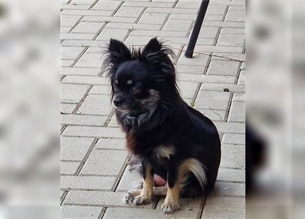 Joker sucht Dich Chihuahua LH mit AT