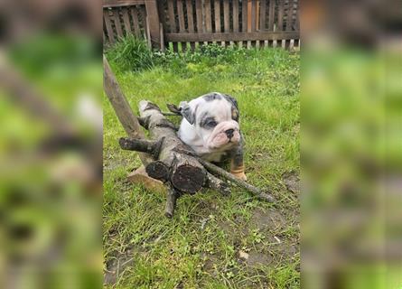 Junge, knuddelige englische Bulldogge zum verlieben.