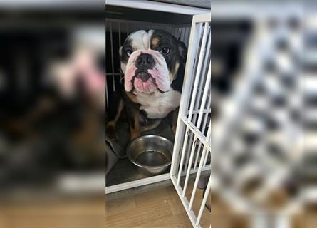 Junge, knuddelige englische Bulldogge zum verlieben.