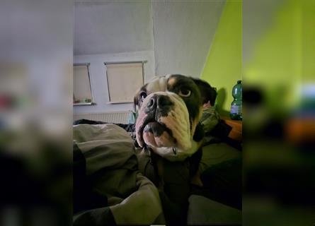 Junge, knuddelige englische Bulldogge zum verlieben.