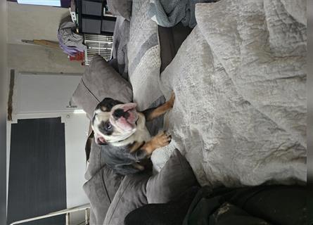 Junge, knuddelige englische Bulldogge zum verlieben.