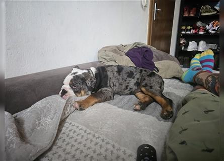 Junge, knuddelige englische Bulldogge zum verlieben.