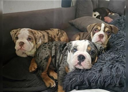 Junge, knuddelige englische Bulldogge zum verlieben.