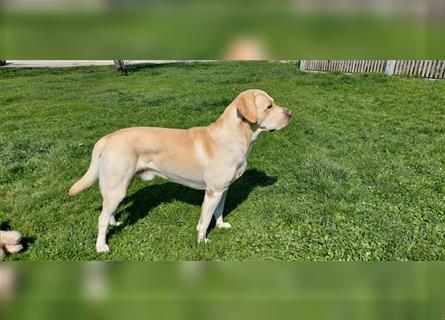 Wir erwarten Labrakita Welpen!