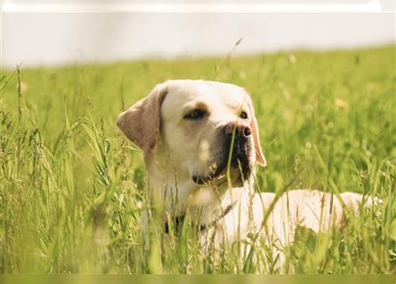 Wir erwarten Labrakita Welpen!