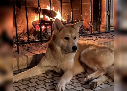 Wir erwarten Labrakita Welpen!