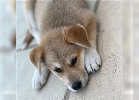 Unsere Labrakita Welpen sind da!