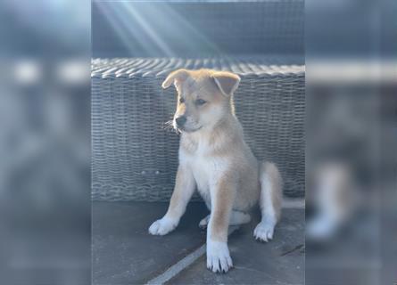 Unsere Labrakita Welpen sind da!