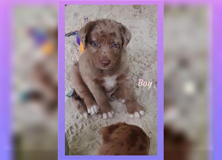 Labrador Australian Shepherd Aussiedor Welpen, Abgabebereit