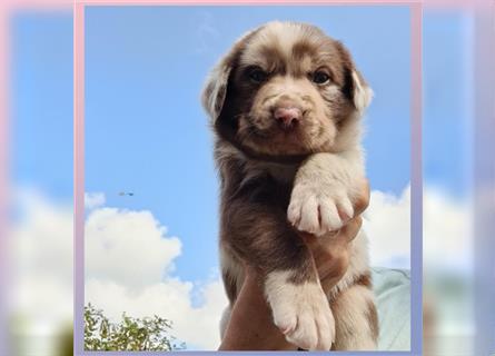 Labrador Australian Shepherd Aussiedor Welpen, Abgabebereit