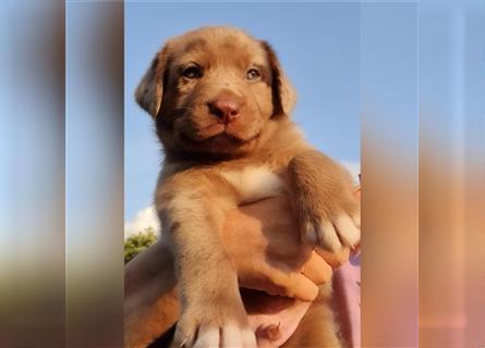 Labrador Australian Shepherd Aussiedor Welpen, Abgabebereit