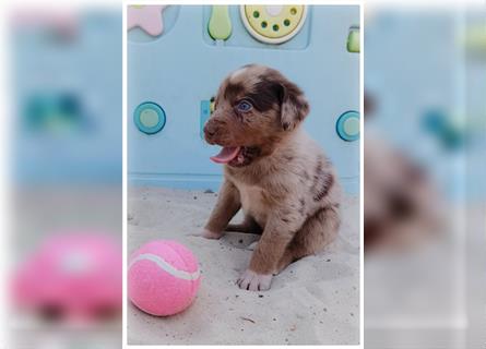 Labrador Australian Shepherd Aussiedor Welpen, Abgabebereit