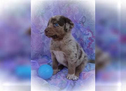 Labrador Australian Shepherd Aussiedor Welpen, Abgabebereit