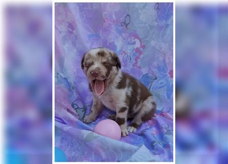 Labrador Australian Shepherd Aussiedor Welpen, Abgabebereit