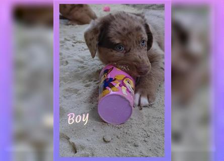 Labrador Australian Shepherd Aussiedor Welpen, Abgabebereit