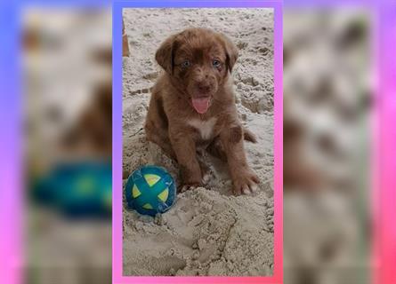 Labrador Australian Shepherd Aussiedor Welpen, Abgabebereit