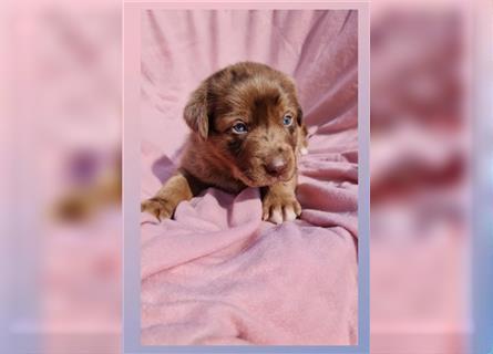 Labrador Australian Shepherd Aussiedor Welpen, Abgabebereit