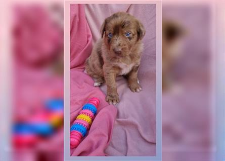 Labrador Australian Shepherd Aussiedor Welpen, Abgabebereit