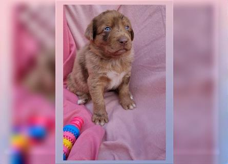 Labrador Australian Shepherd Aussiedor Welpen, Abgabebereit