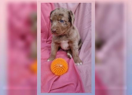 Labrador Australian Shepherd Aussiedor Welpen, Abgabebereit