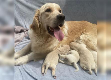 Wunderschöne Golden Retriever Welpen zu verkaufen Abgabe frühestens ab 17.07