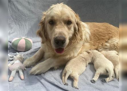 Wunderschöne Golden Retriever Welpen zu verkaufen Abgabe frühestens ab 17.07