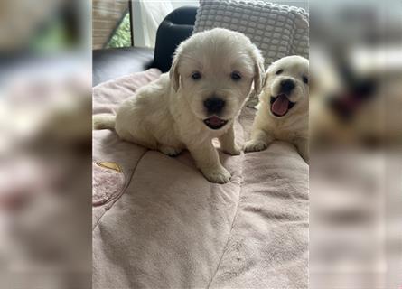 Wunderschöne Golden Retriever Welpen zu verkaufen Abgabe frühestens ab 17.07