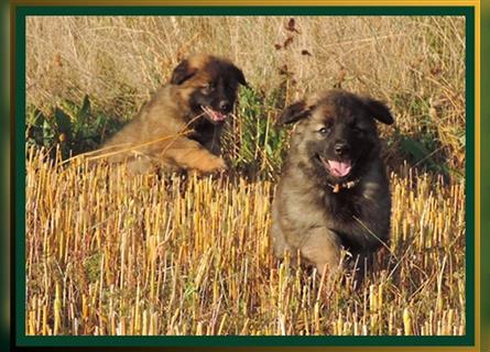 Langstockhaar Deutscher Schäferhund