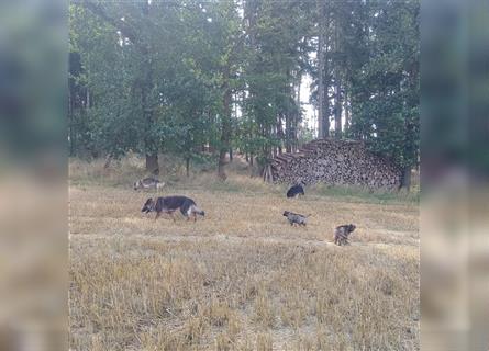 Langstockhaar Deutscher Schäferhund