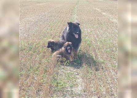 Langstockhaar Deutscher Schäferhund