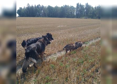 Langstockhaar Deutscher Schäferhund