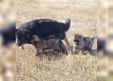 Langstockhaar Deutscher Schäferhund