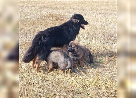 Langstockhaar Deutscher Schäferhund