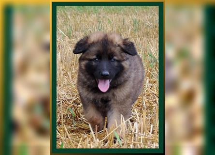 Langstockhaar Deutscher Schäferhund